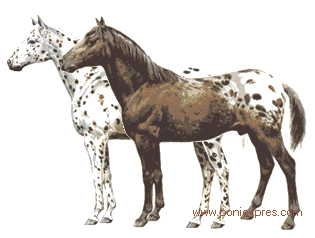 apaloosa