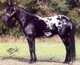 apaloosa2