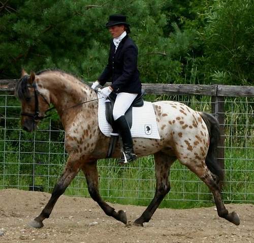apaloosa3