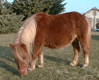 shetland 3