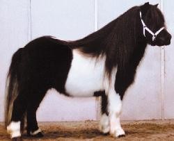 shetland4
