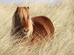 shetland