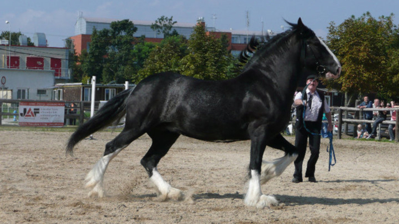 sh.k.3