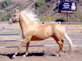 IdahoQuarterHorseStallion2
