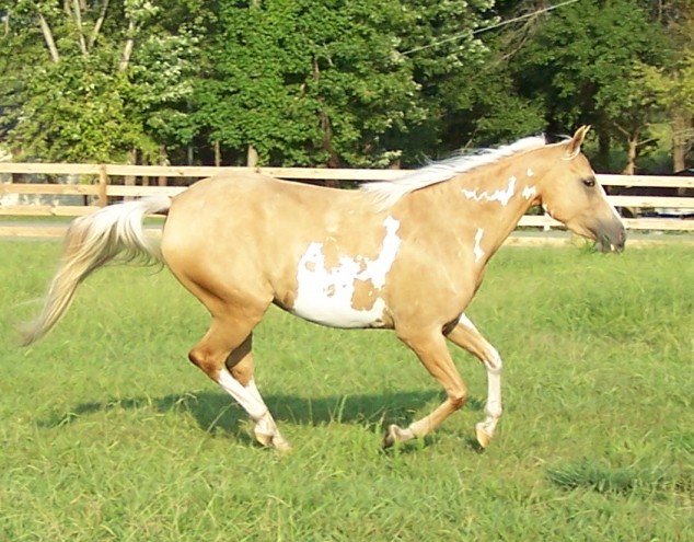 palomino overo