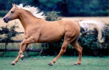 palomino