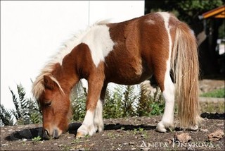 falabella_5.igallery.image0000001--320x320--logo--server-koniccicz