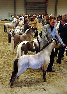 220px-Miniature_Horse_Show