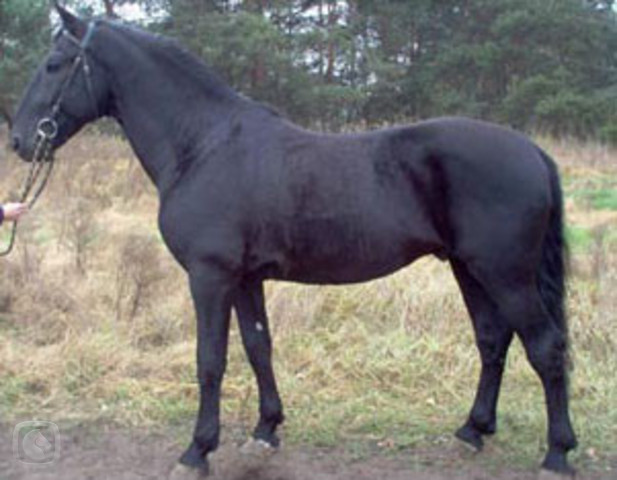 starokladrubsky-cerny