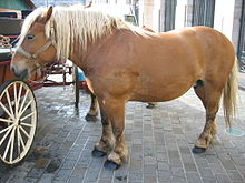 Cheval_Comtois_2